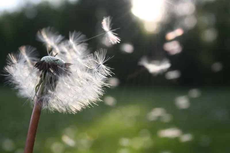 Pusteblume mit fliegenden Samen – Pollen gehören zu den häufigsten Auslösern allergischer Augenbeschwerden