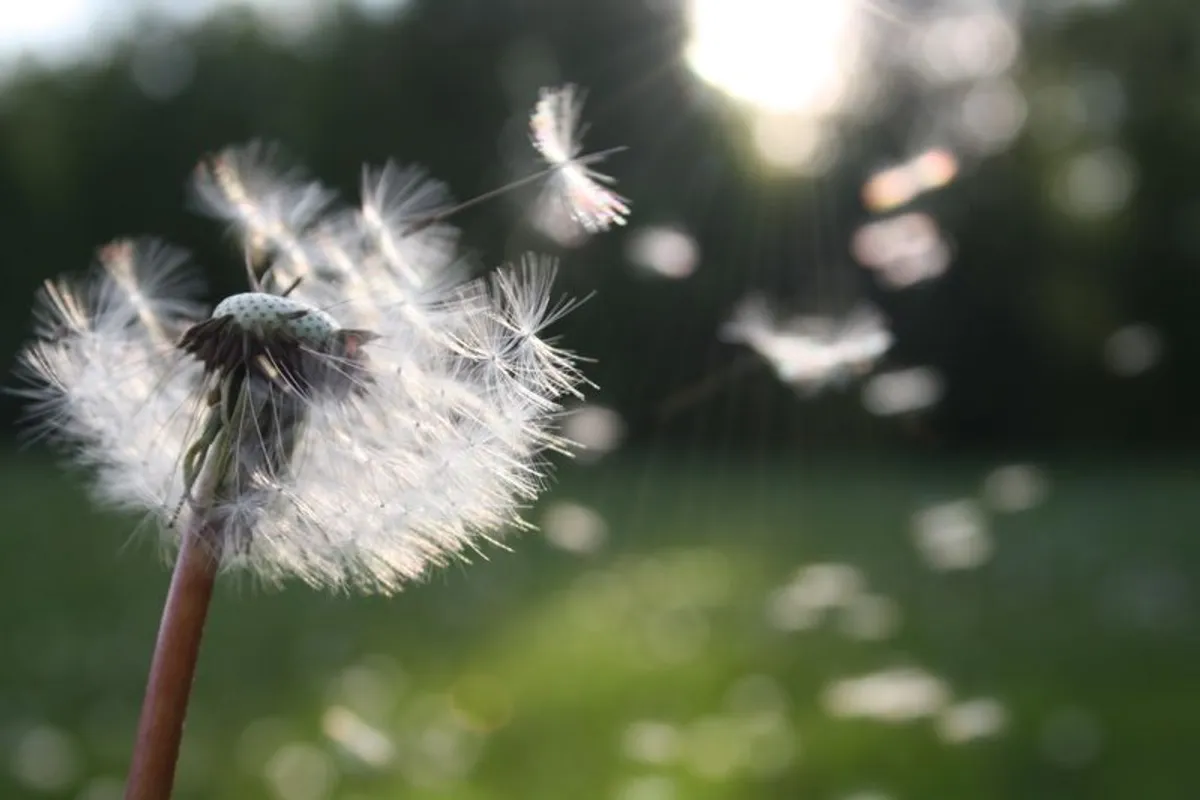 Pusteblume mit fliegenden Samen – Pollen als häufiger Auslöser allergischer Augenbeschwerden